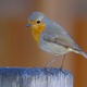 Image for article titled Our Electronics Are Messing Up How Birds Navigate